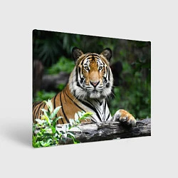 Картина прямоугольная Тигр в джунглях