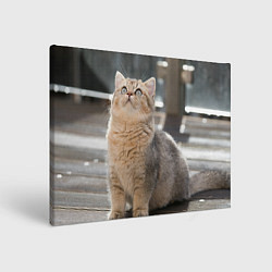 Картина прямоугольная Британская короткошёрстная кошка смотрит вверх