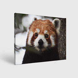 Холст прямоугольный Малая панда, цвет: 3D-принт