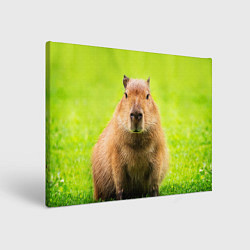 Картина прямоугольная Capybara on green grass