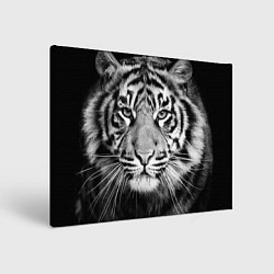 Картина прямоугольная Красавец тигр