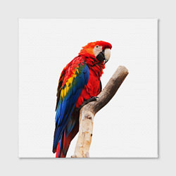 Холст квадратный Яркий попугай, цвет: 3D-принт — фото 2