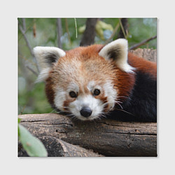 Холст квадратный Красная панда, цвет: 3D-принт — фото 2