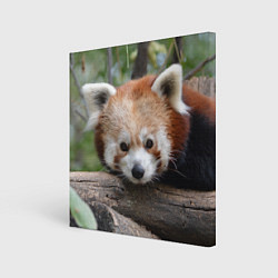 Картина квадратная Красная панда