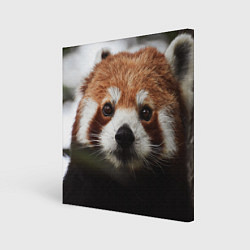 Холст квадратный Малая панда, цвет: 3D-принт