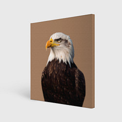 Картина квадратная Белоголовый орлан птица