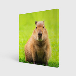 Картина квадратная Capybara on green grass