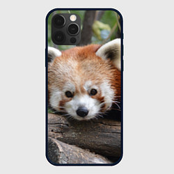 Чехол для iPhone 12 Pro Красная панда, цвет: 3D-черный
