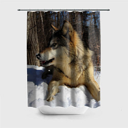 Шторка для душа Волк лежит на снегу, цвет: 3D-принт