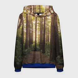 Толстовка-худи мужская Дневной лес, деревья и свет, цвет: 3D-синий
