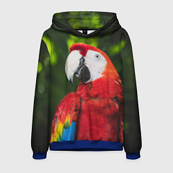 Толстовка-худи мужская Красный попугай Ара, цвет: 3D-синий