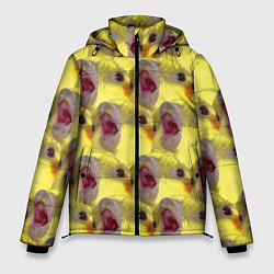 Куртка зимняя мужская Попугай Корелла Орёт Мем, цвет: 3D-светло-серый