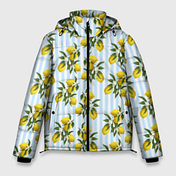 Мужская зимняя куртка Ветка летних лимонов - голубые полосы