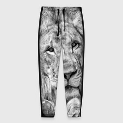 Мужские брюки Милый лев
