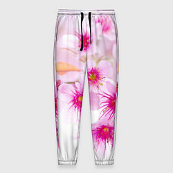 Мужские брюки Цвет сакуры