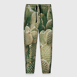 Брюки на резинке мужские Поле кактусов, цвет: 3D-принт