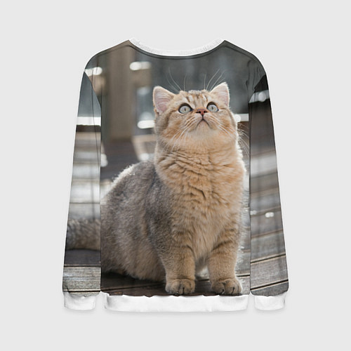 Мужской свитшот Британская короткошёрстная кошка смотрит вверх / 3D-Белый – фото 2