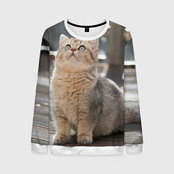 Мужской свитшот Британская короткошёрстная кошка смотрит вверх