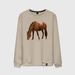 Свитшот хлопковый мужской Датская теплокровная лошадь, цвет: миндальный