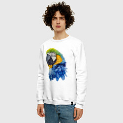 Свитшот хлопковый мужской Сине-золотой попугай ара, цвет: белый — фото 2
