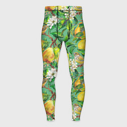 Тайтсы мужские Груши и птицы, цвет: 3D-принт