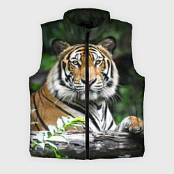 Мужской жилет Тигр в джунглях, цвет: 3D-черный