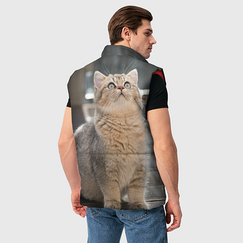 Мужской жилет Британская короткошёрстная кошка смотрит вверх / 3D-Красный – фото 4