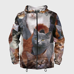 Мужская ветровка КОТЯТКИ