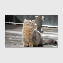 Бумага для упаковки Британская короткошёрстная кошка смотрит вверх, цвет: 3D-принт