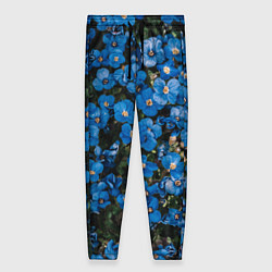 Женские брюки Поле синих цветов фиалки лето