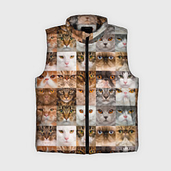 Женский жилет Pedigreed cats, цвет: 3D-черный